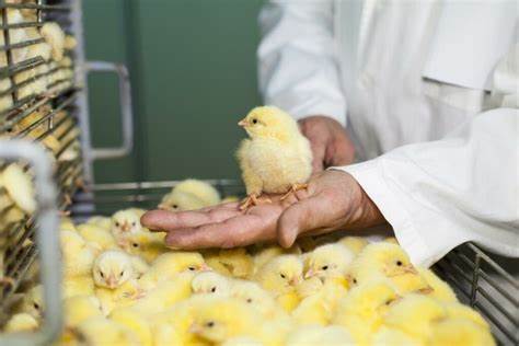 Poultry Farming Training-service-image